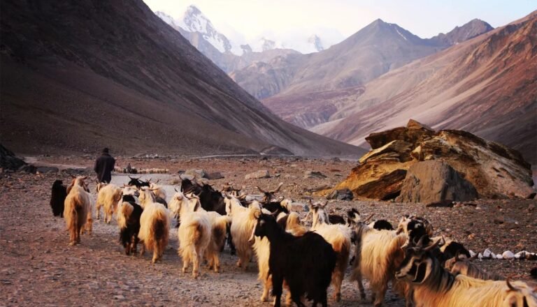 कश्मिर बाख्रा