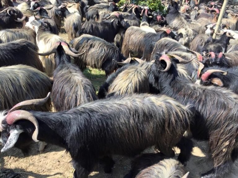 Chyangra Pashmina Nepal