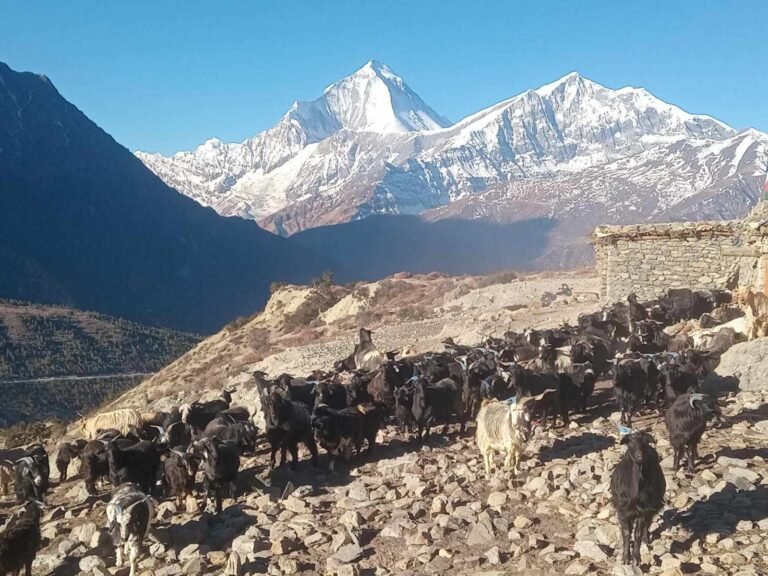 Lo Manthang sheep herding