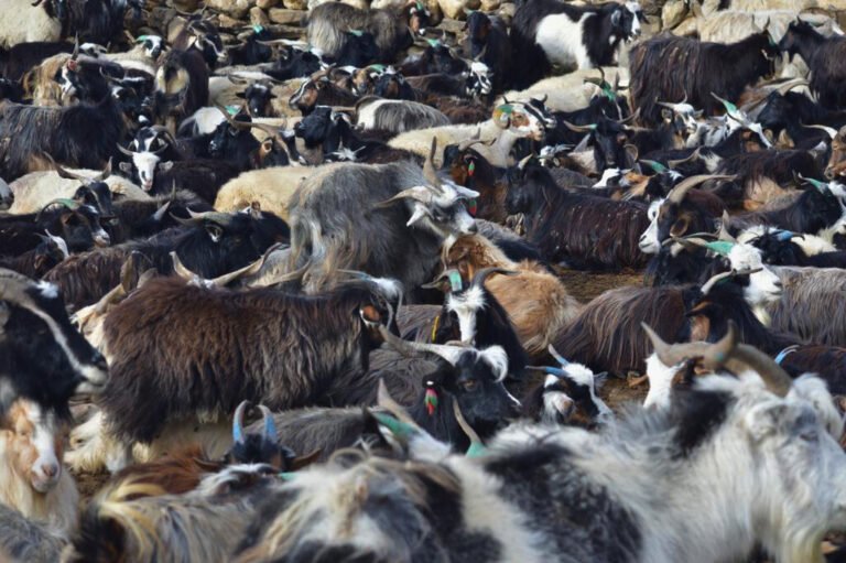 Nepalese pashmina process